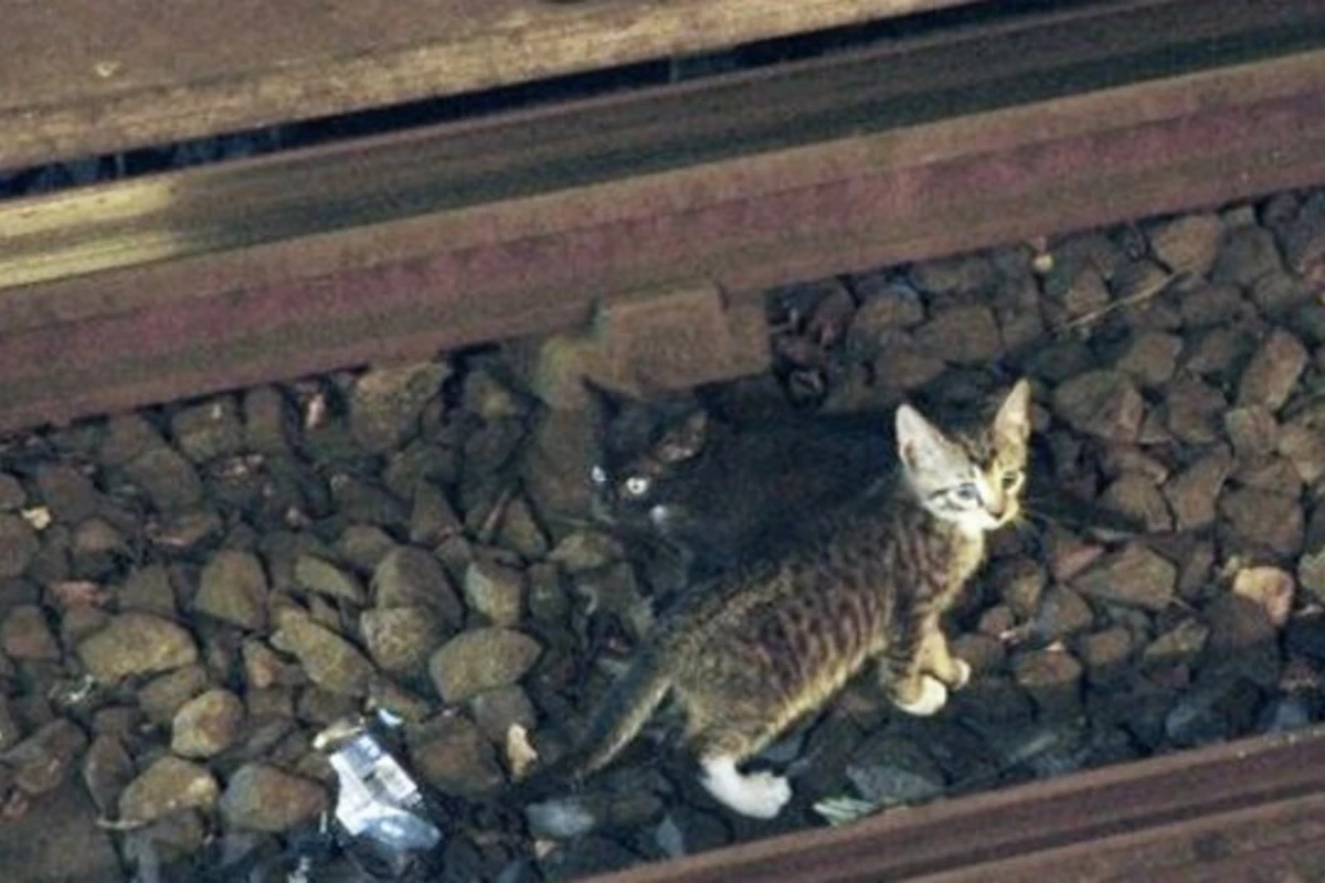 Котята на два часа остановили нью-йоркское метро