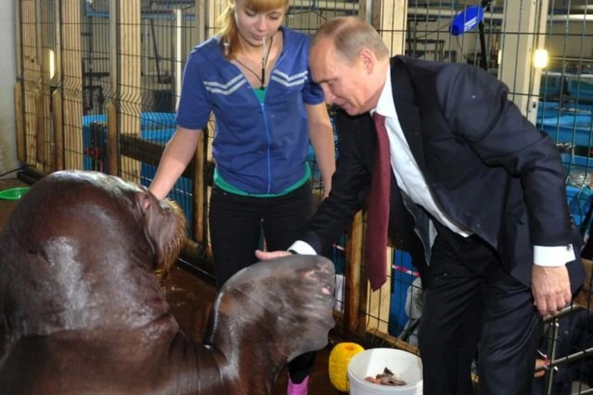 Путин во Владивостоке пожал ласты моржам