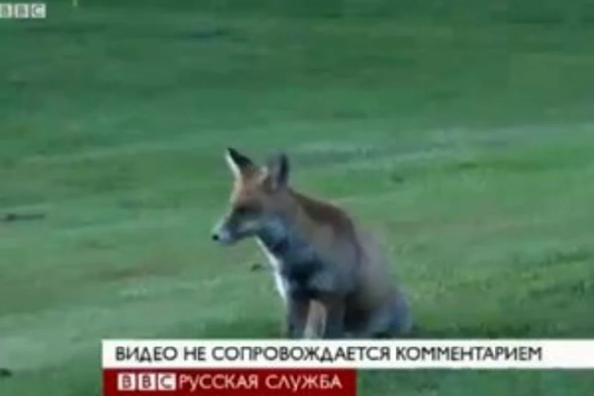 Швейцарская лиса терроризирует игроков в гольф (видео)