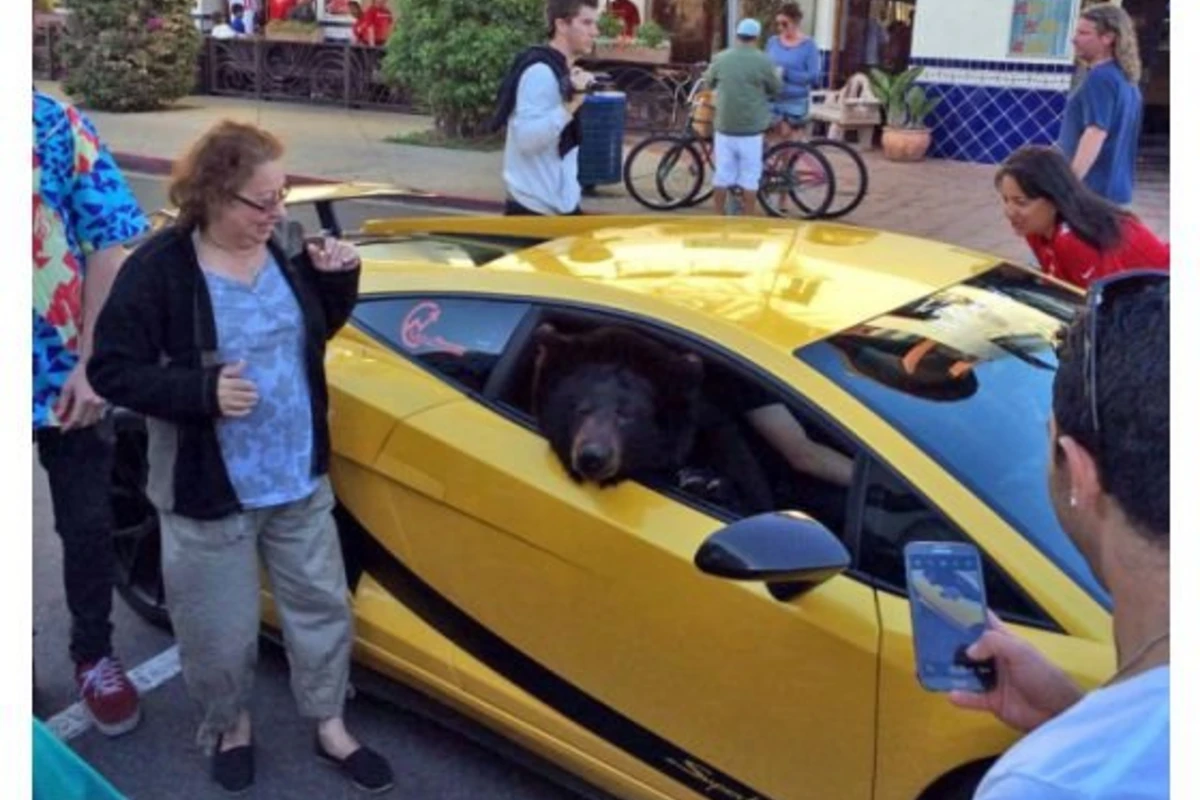 Медведь в Lamborghini удивил жителей Лос-Анджелеса (видео)