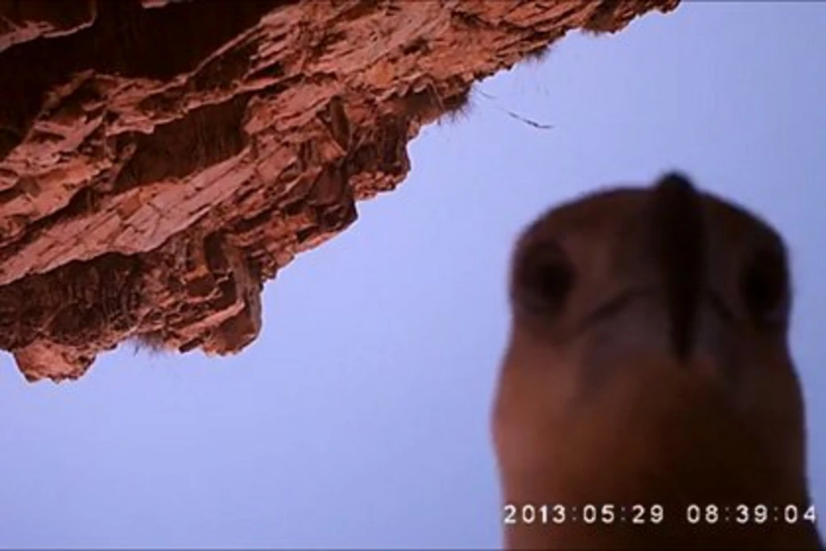 Лесничие нашли записанное орланом видео