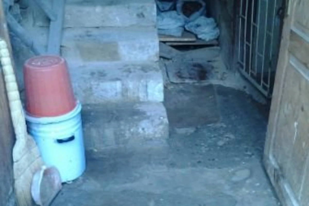 В бакинском детском саду обнаружены крысы