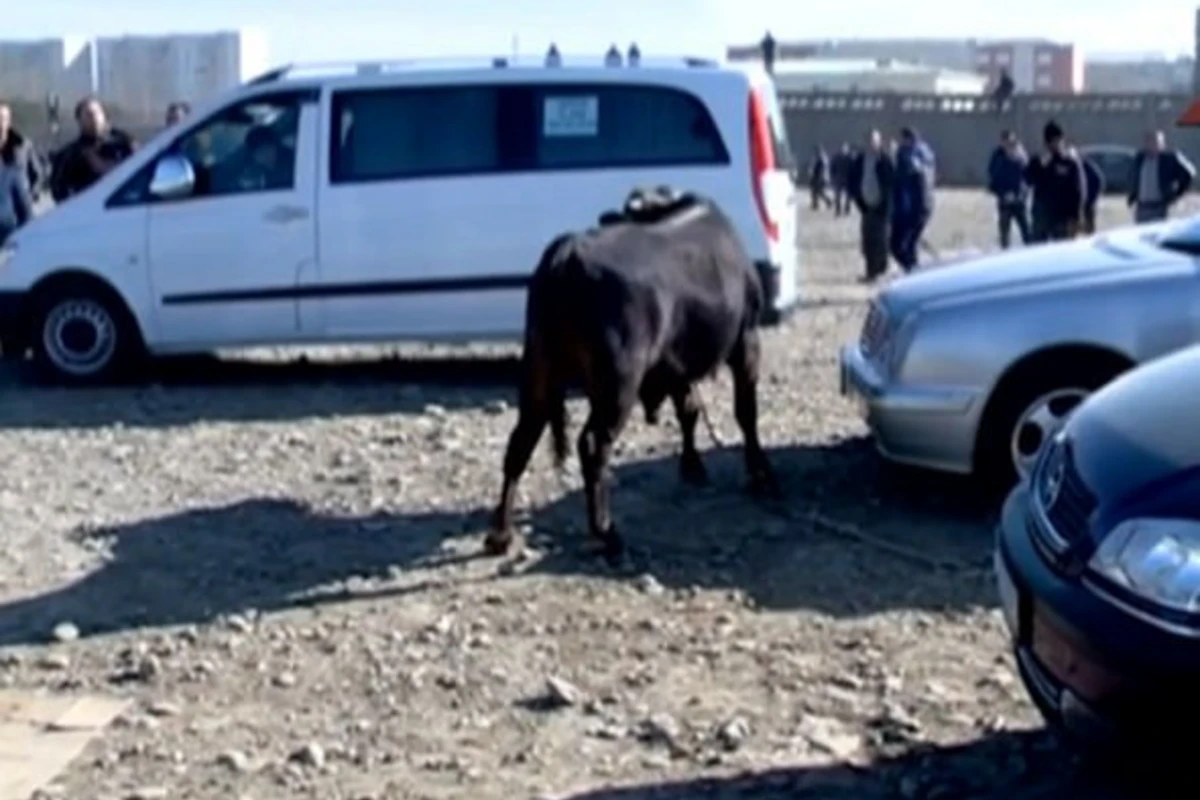 В Гяндже бык помял несколько автомобилей