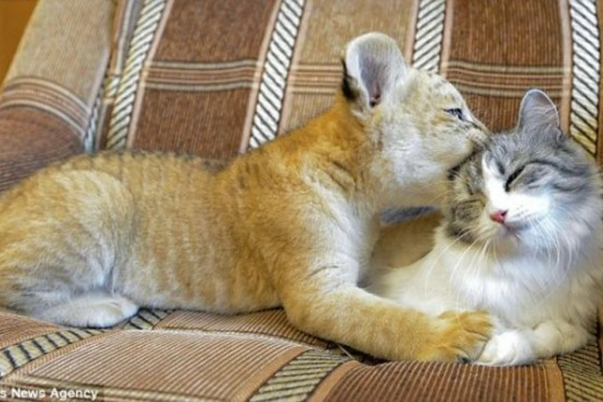 Кошка стала кормящей матерью для лигра Кошка стала кормящей матерью для лигра