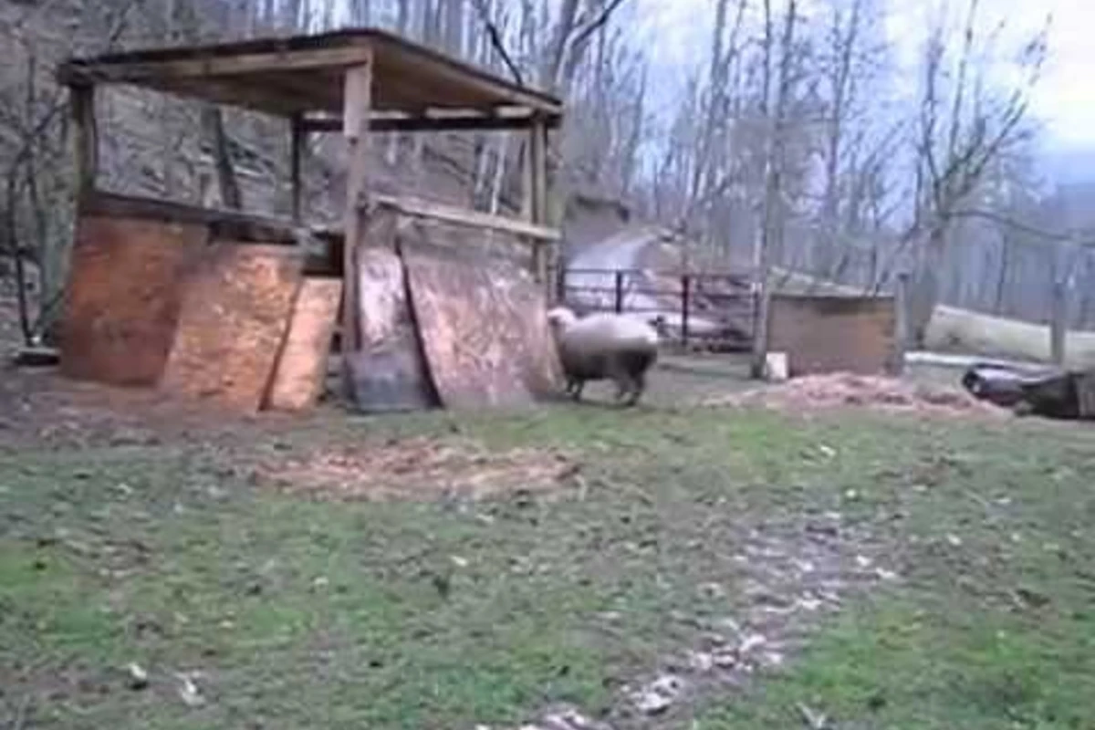 Собака научила овцу прыгать (видео)