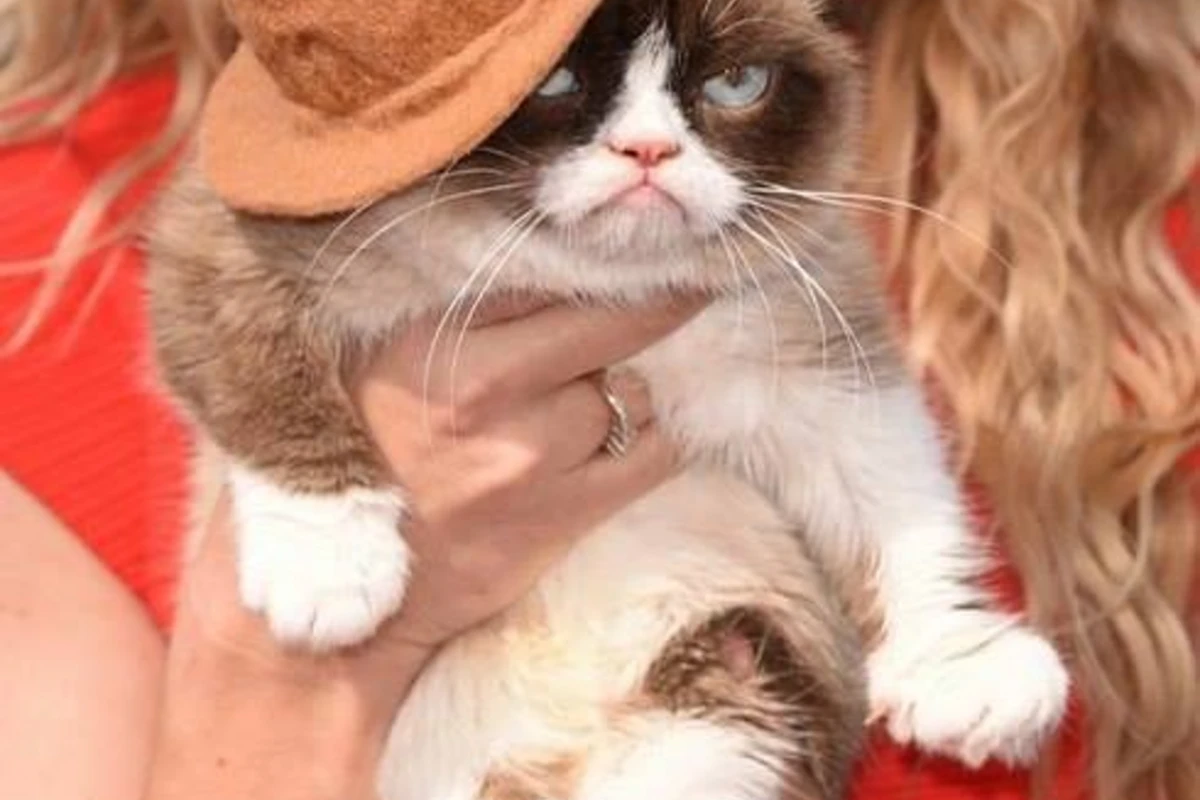 Сердитая кошка Grumpy Cat побывала на MTV Movie Awards