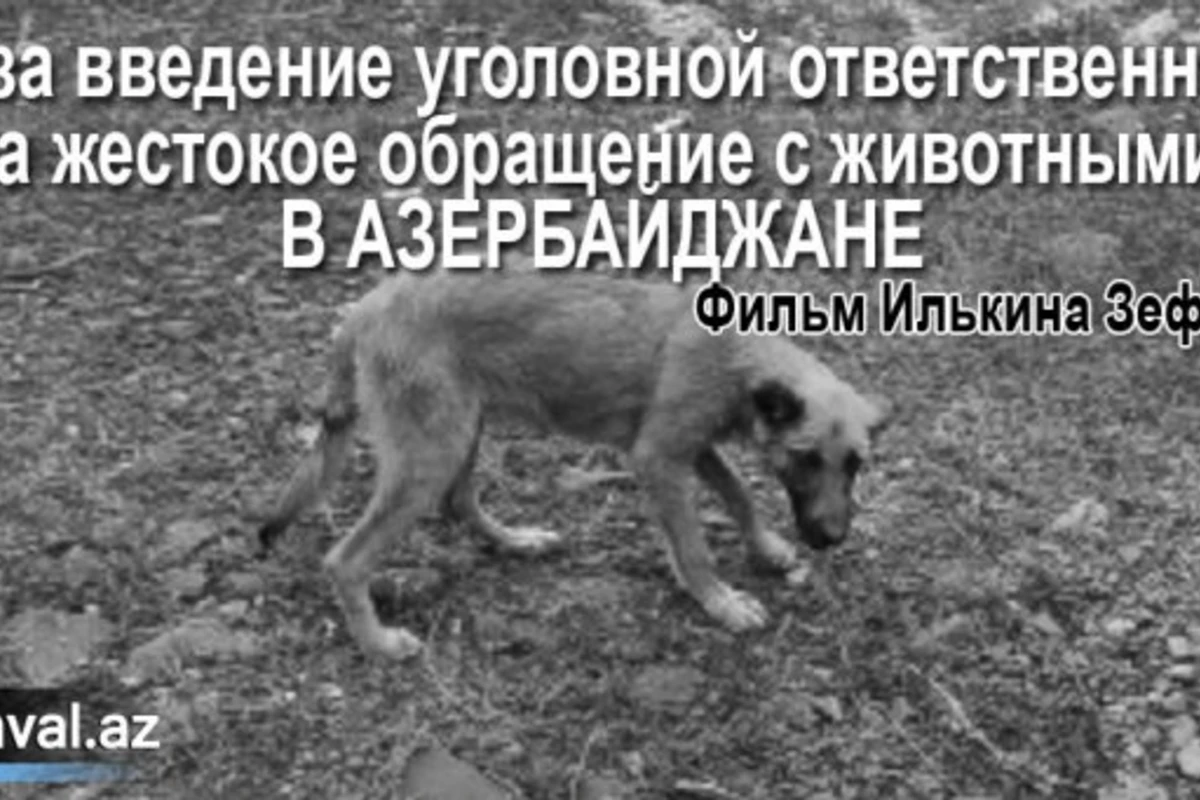 «Я за ужесточение уголовной ответственности для живодеров» (видео)