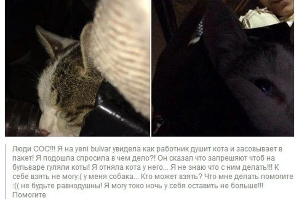 На бакинском бульваре живодеры душат кошек (видео)