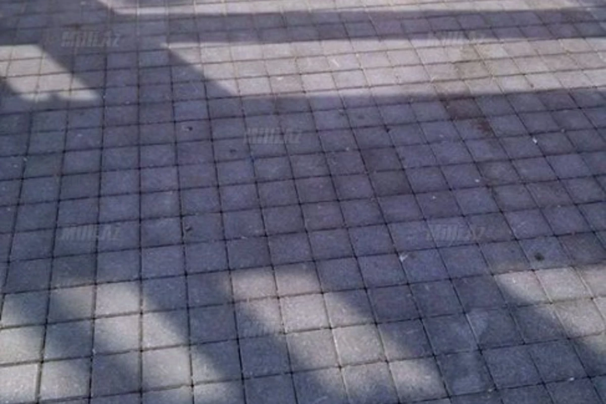 Змеи в центре Баку