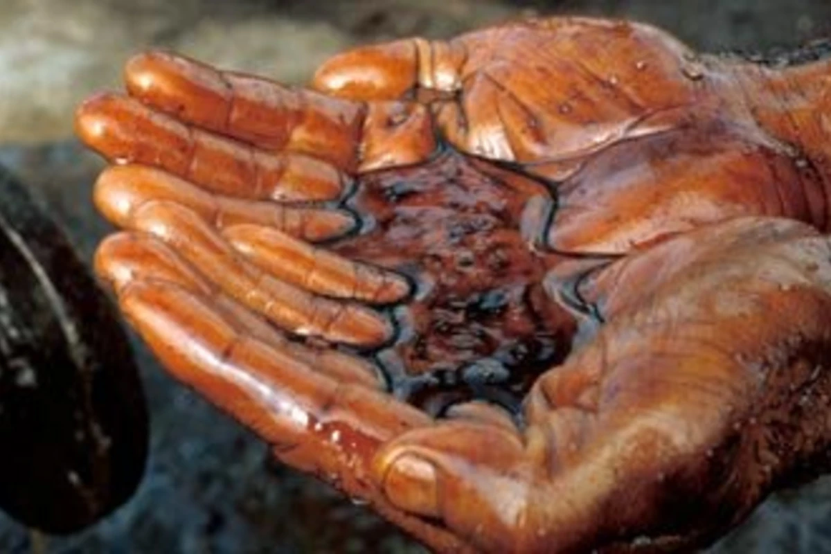 В нефти нашли жизнь