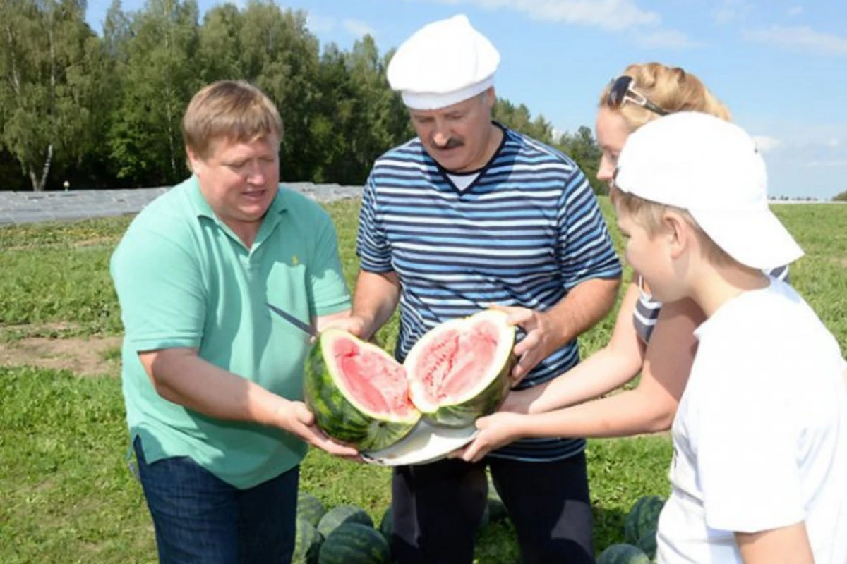 Лукашенко собрал урожай арбузов