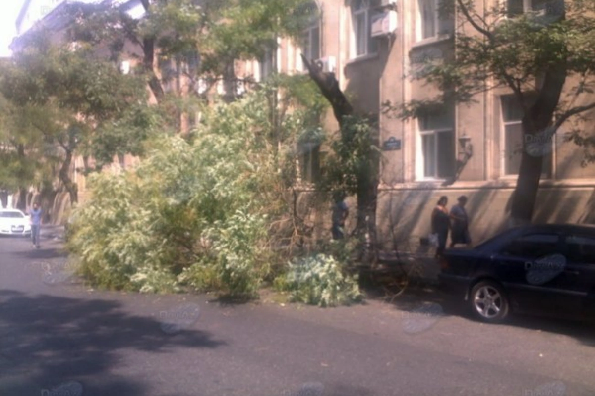 Рухнувшее дерево в центре Баку затруднило автодвижение