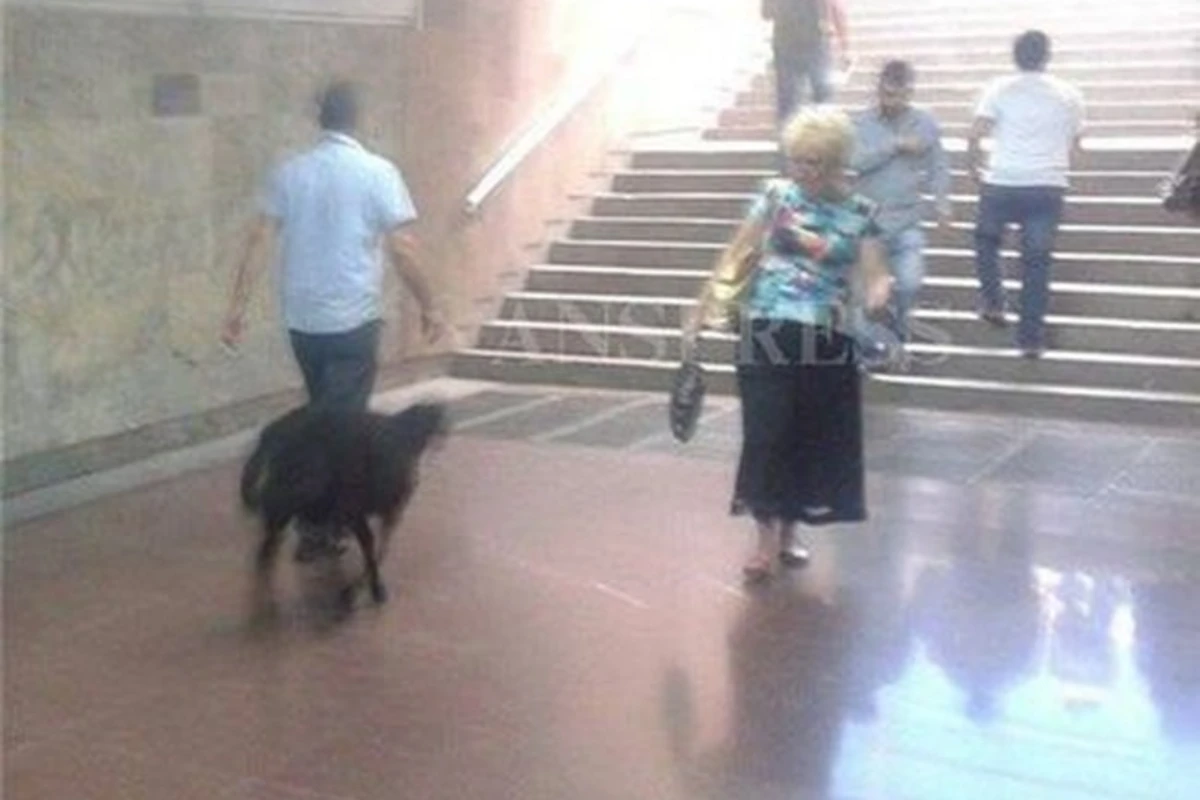 По бакинскому метро разгуливает баран