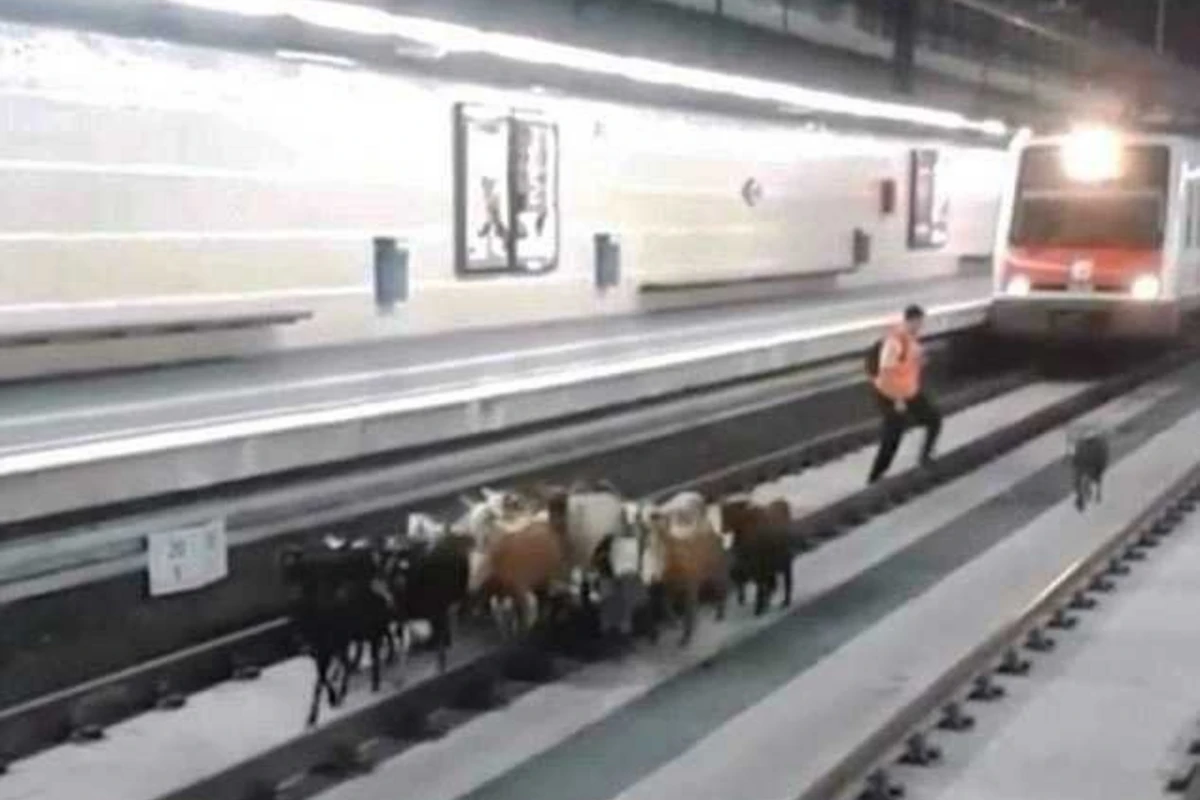 В Испании козы парализовали движение поездов (видео)