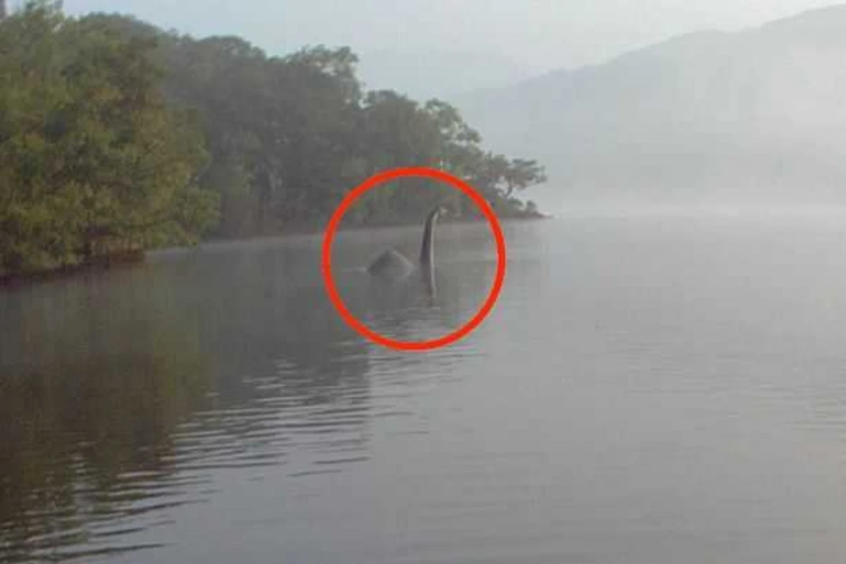 Туристка случайно сфотографировала на озере странное существо с длинной шеей