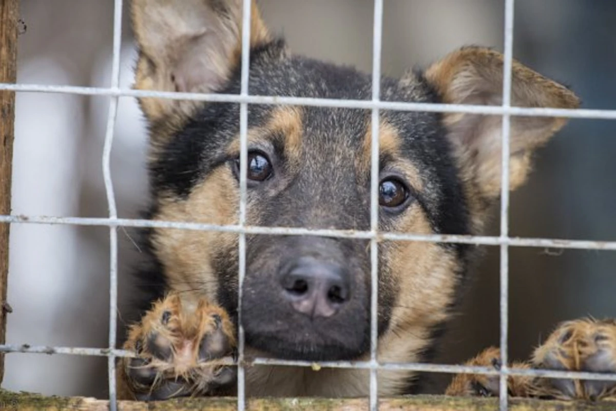 В Англии для приюта для собак собрали 1 млн долларов за 24 часа