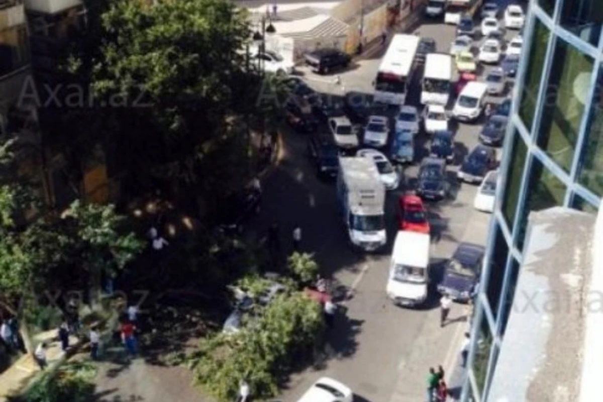 В центре Баку большое дерево упало на автомобили