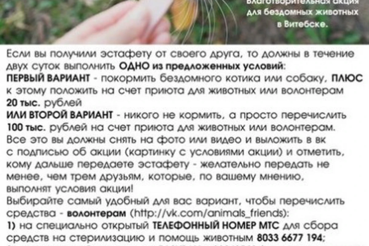 В Беларуси придумали флешмоб «Покорми котика»