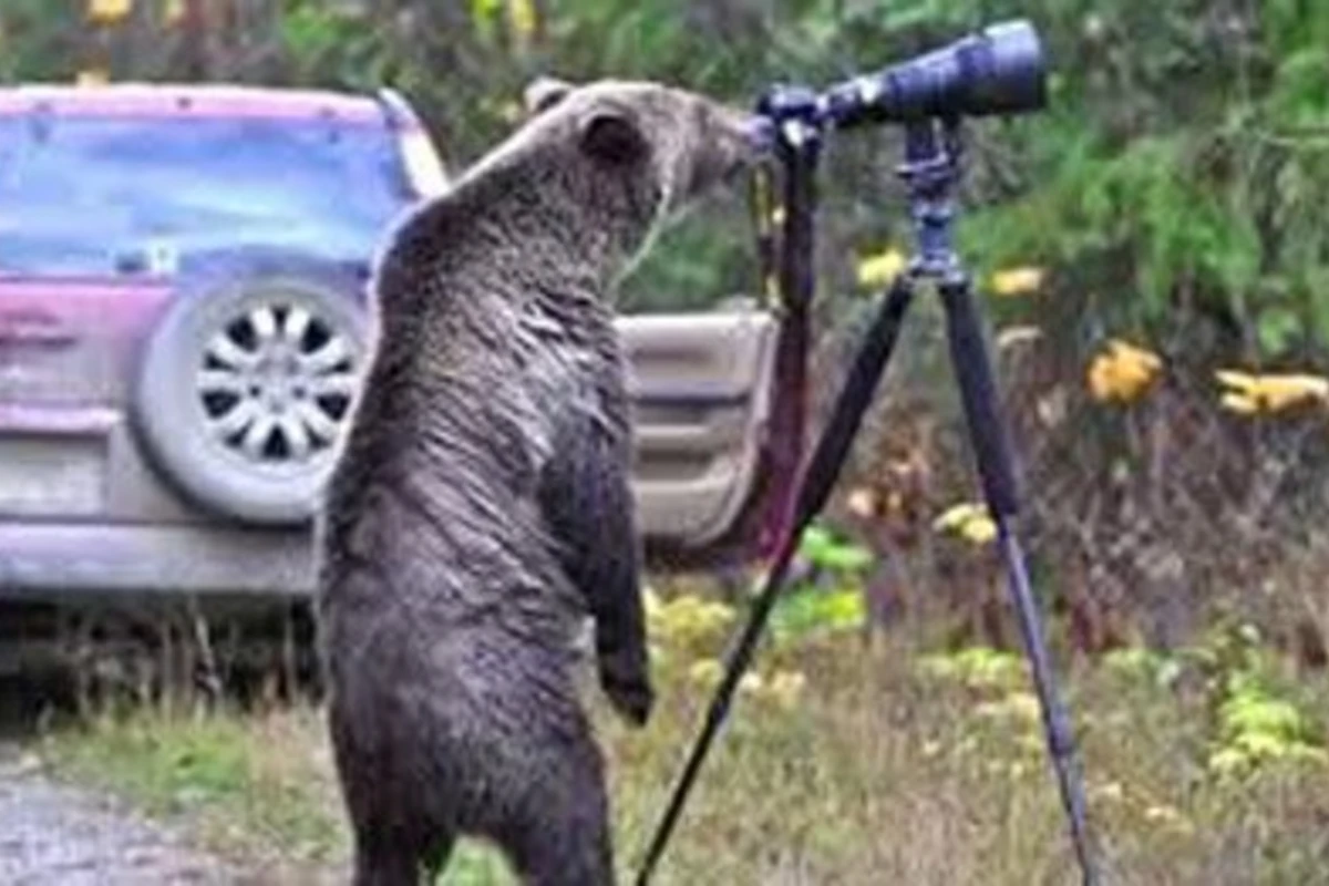 Медведь обрел славу модного фотографа (видео)
