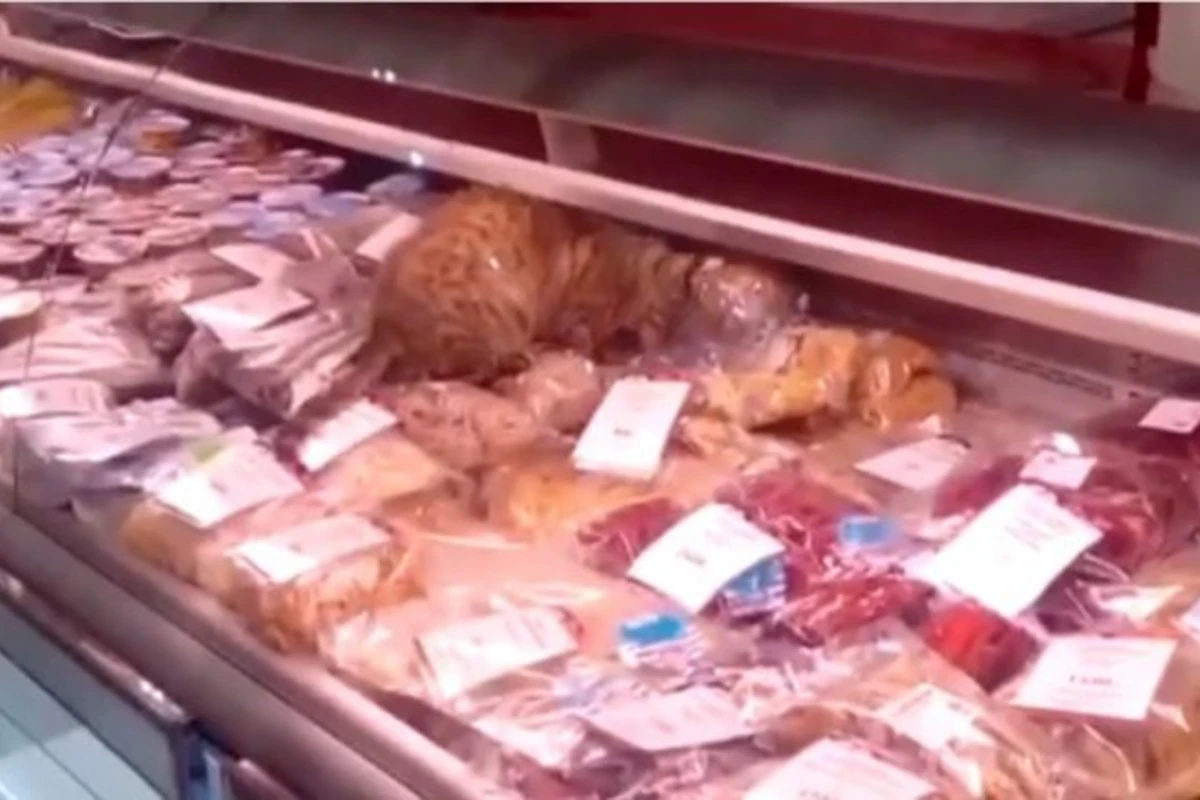 Кот пообедал в аэропорту на 60 тысяч рублей (видео)