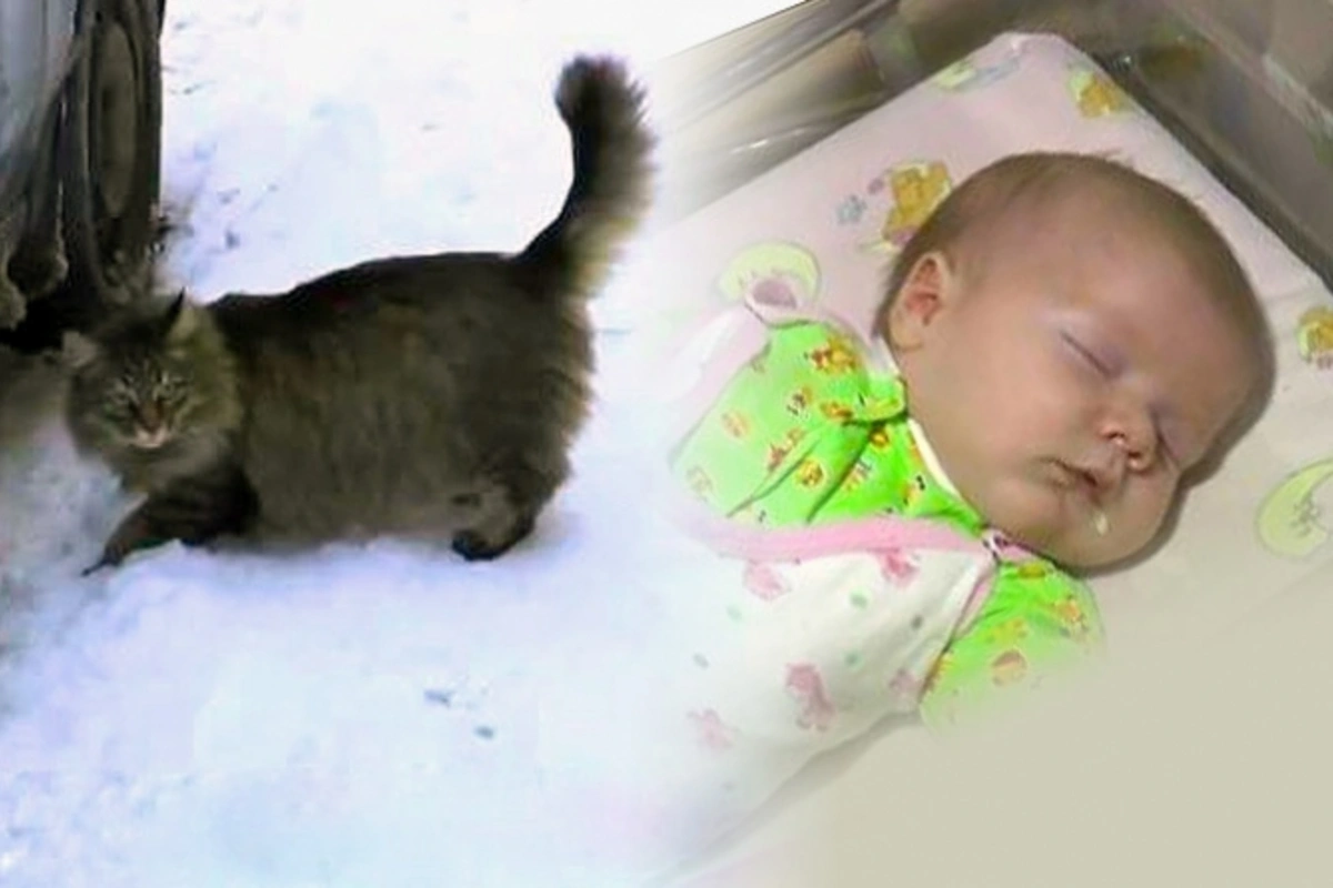 Кошка согрела брошенного в подъезде двухмесячного малыша