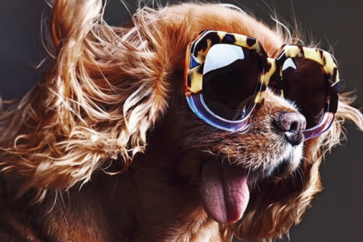 Собачка из Интернета снялась в кампании Karen Walker