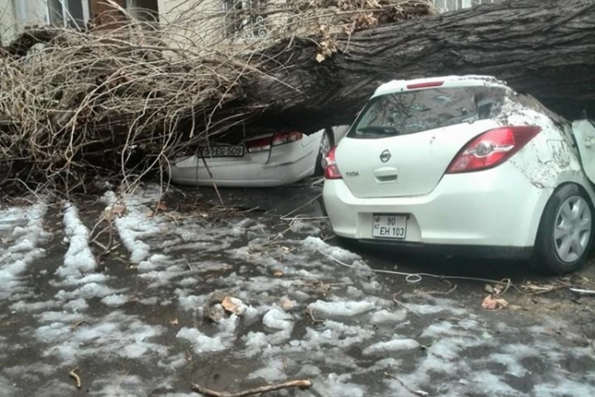 В Баку дерево рухнуло на автомобили
