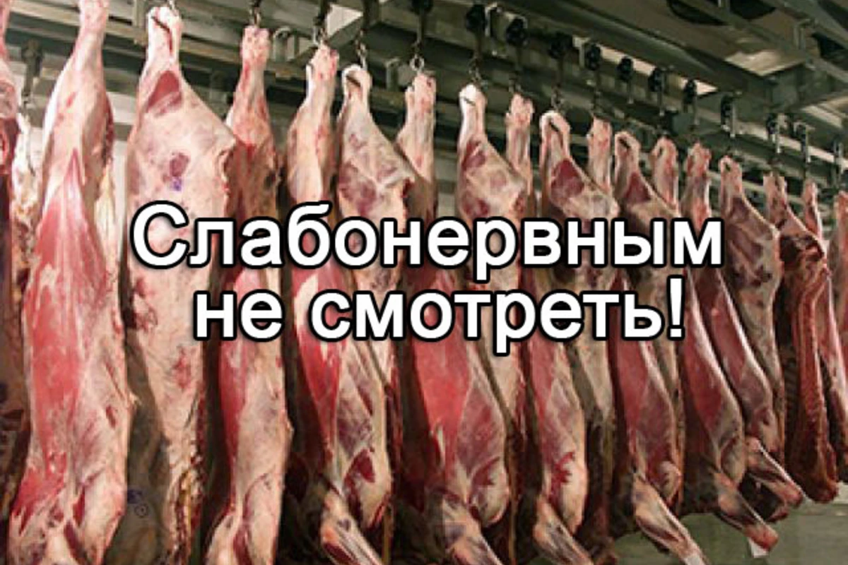 Ужасные санитарные условия в пунктах продажи мяса в Баку (видео) Ужасные санитарные условия в пунктах продажи мяса в Баку (видео)