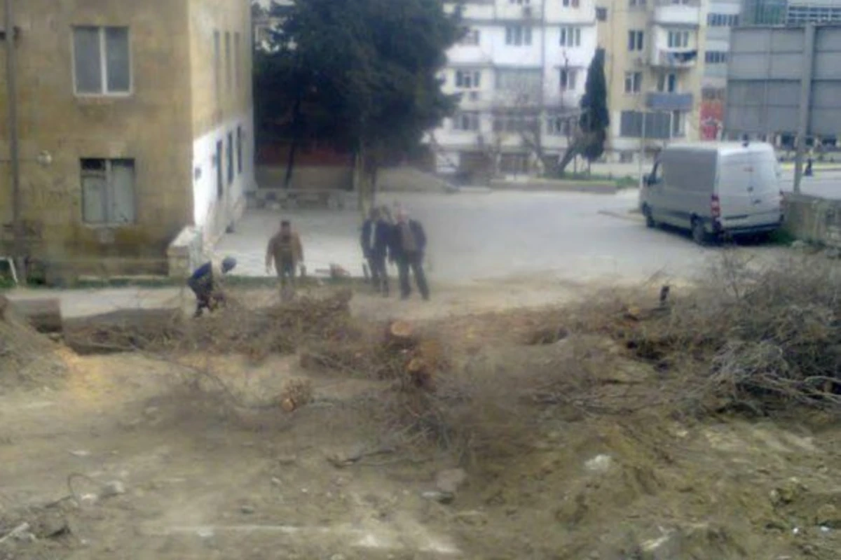 В Баку продолжают вырубать деревья