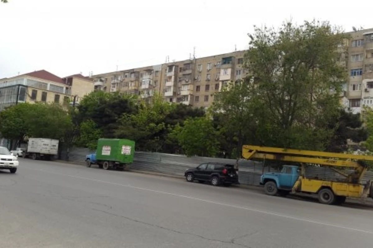 В Баку вновь вырубают деревья