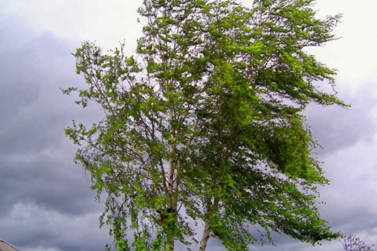 Сегодня в Баку сохранится ветреная погода