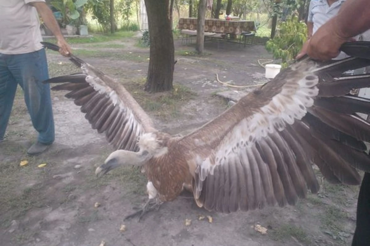 В Азербайджане гриф напал на людей В Азербайджане гриф напал на людей