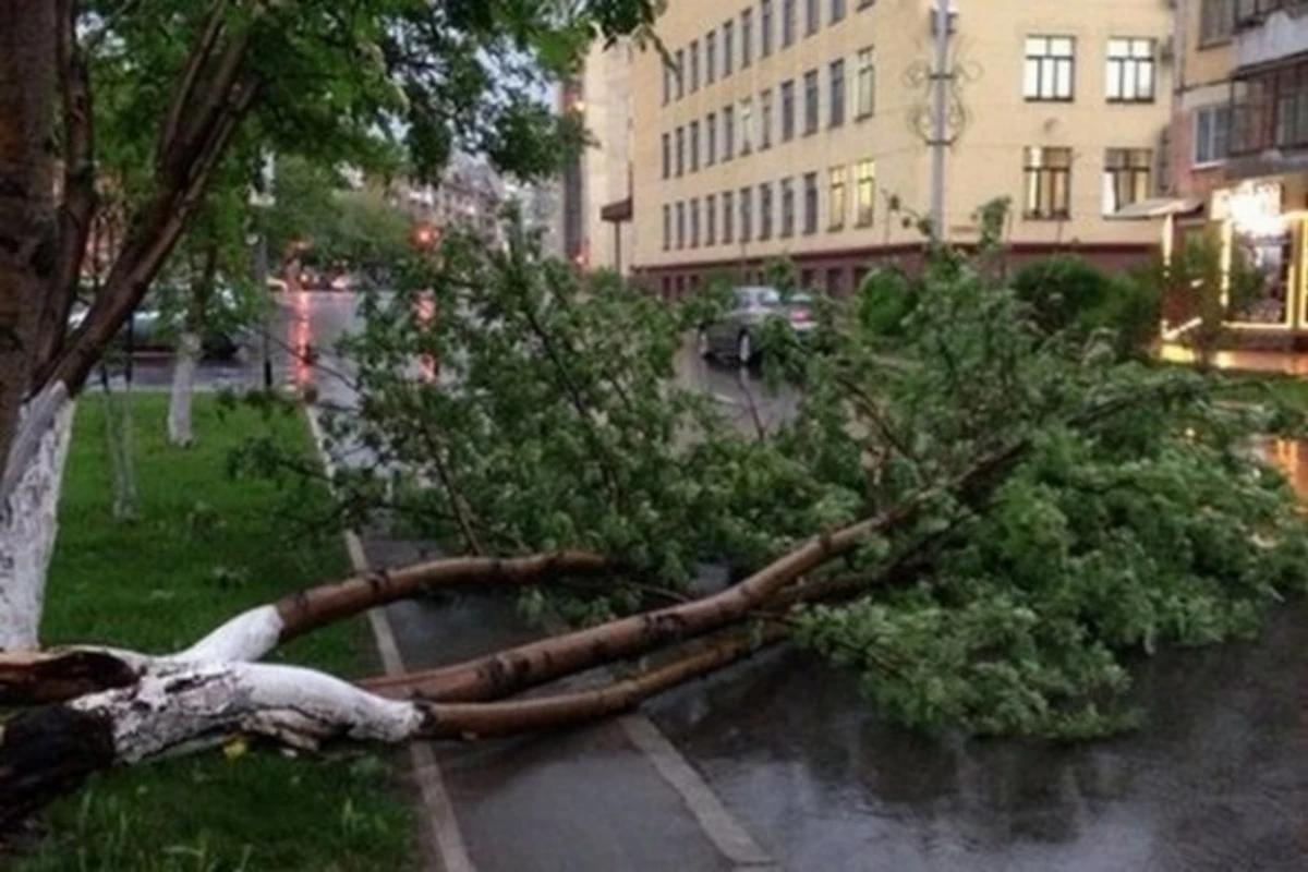 Сильный ветер повалил десятки деревьев в Баку
