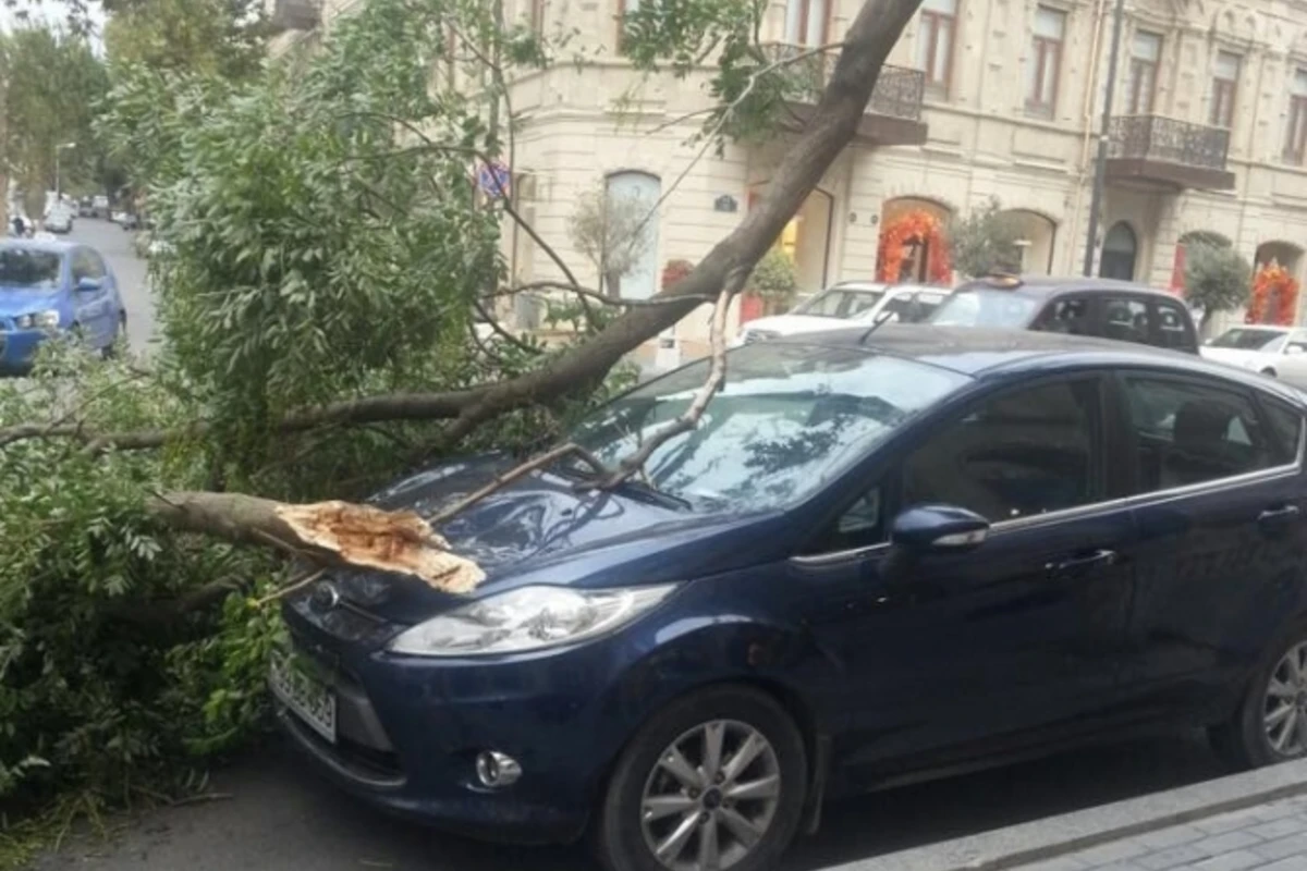 В Баку на автомобиль упало дерево
