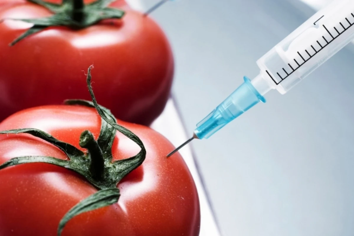 В Азербайджане будут уничтожаться ГМО-растения и продукты
