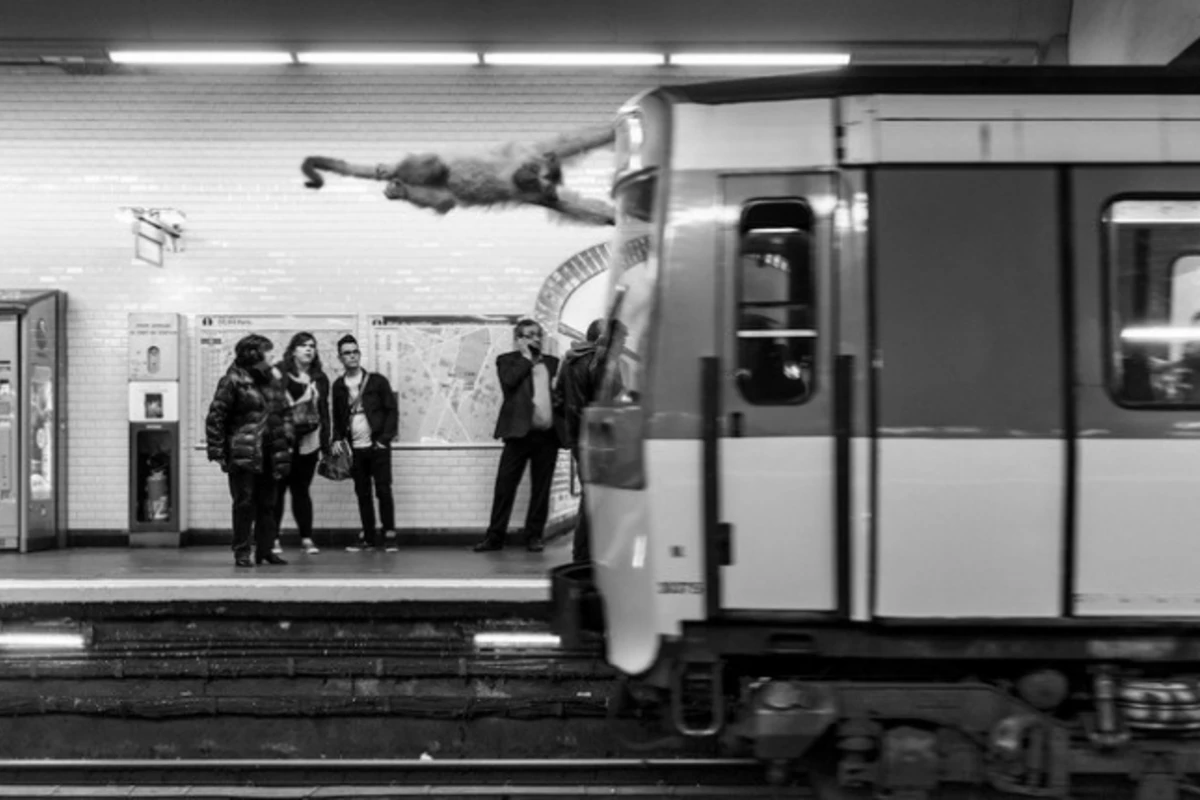 Животные в парижском метро