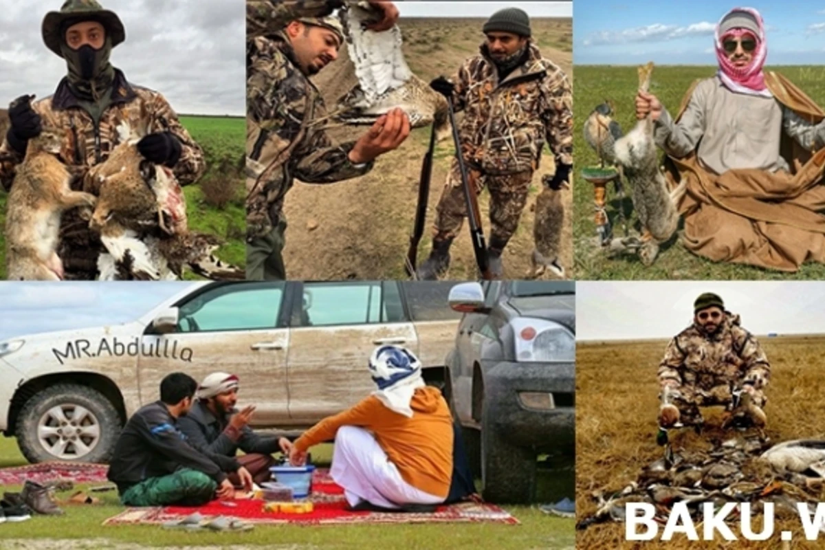Охотничьи приключения арабских шейхов в Азербайджане продолжаются (видео)