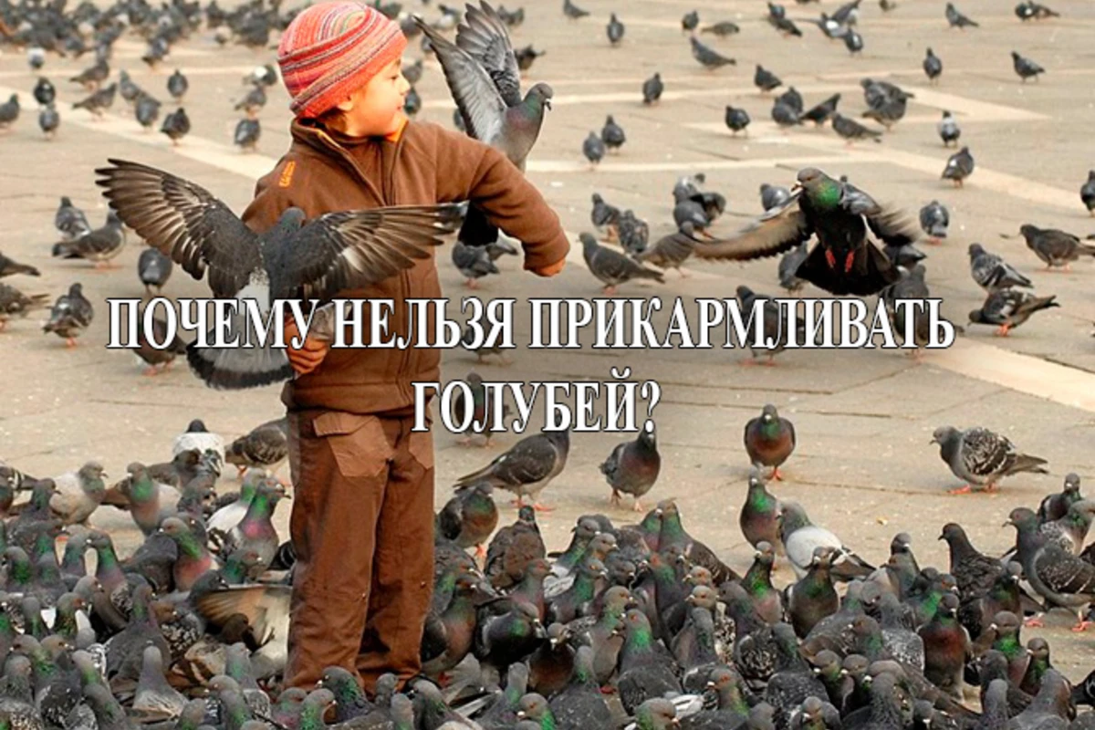 Крылатые убийцы или почему нельзя прикармливать голубей?
