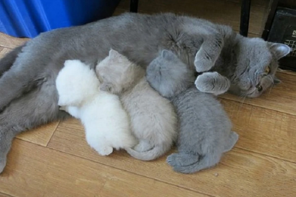 20 кошек, которые знают все о воспитании