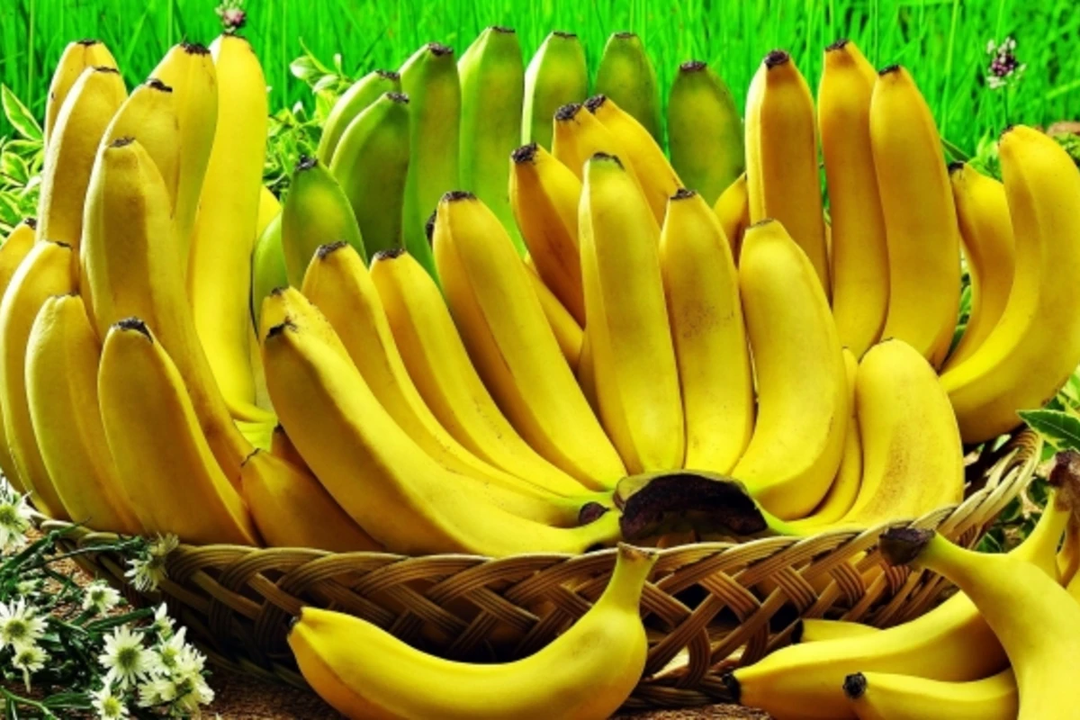 Diqqət! Bananda təhlükəli xəstəlik tapıldı Diqqət! Bananda təhlükəli xəstəlik tapıldı