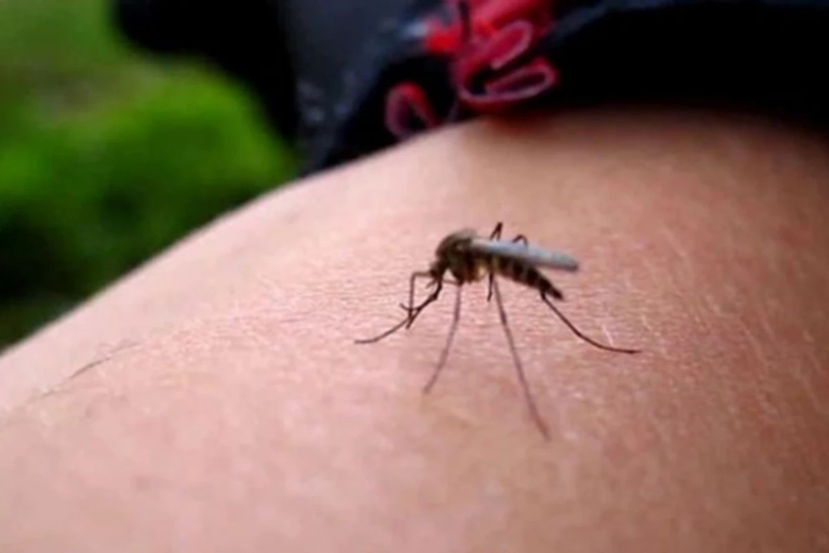 Dünyada yeni dəhşətli və tez yayılan virus Dünyada yeni dəhşətli və tez yayılan virus