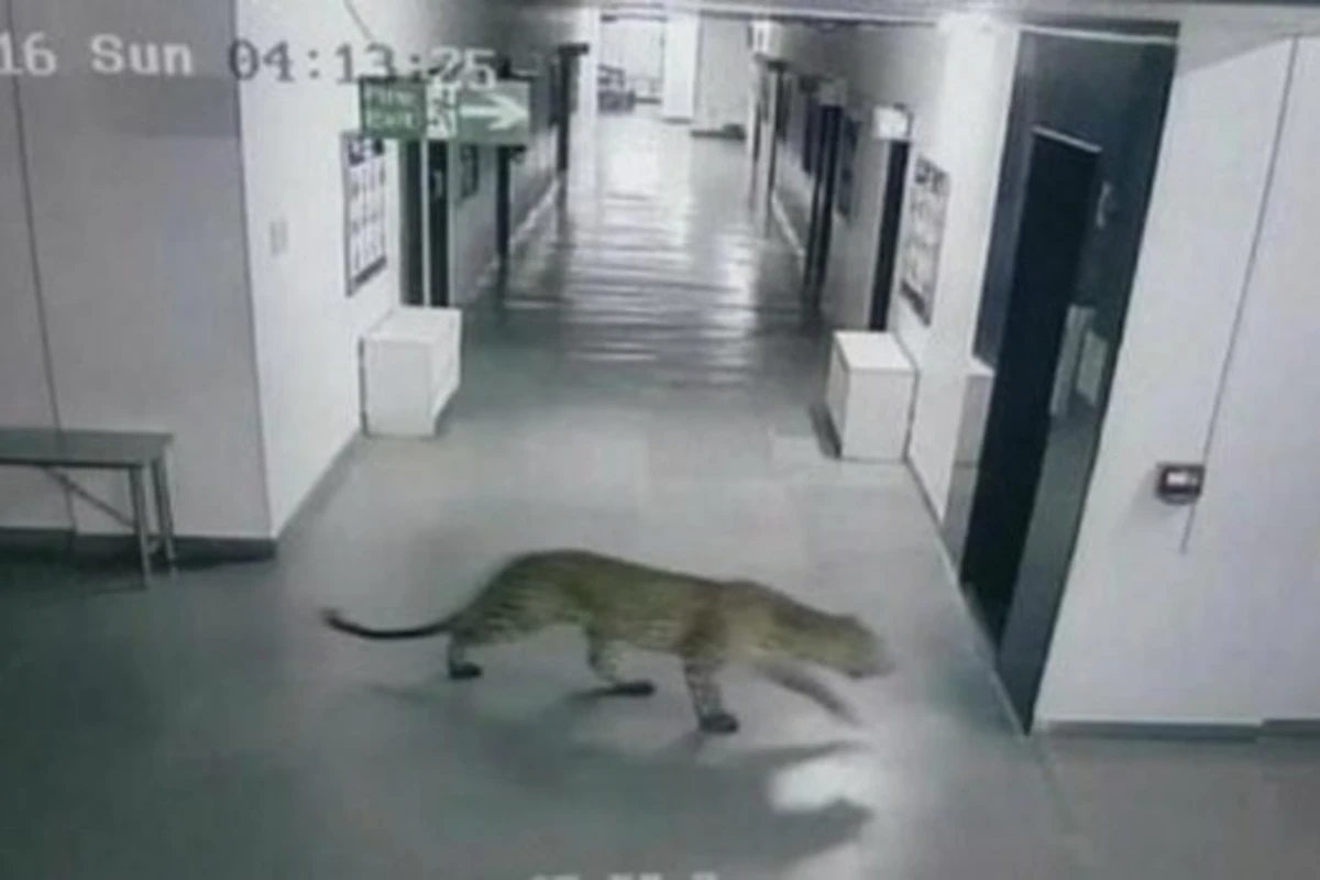 В Индии леопард пробрался в школу и ранил пятерых (видео)