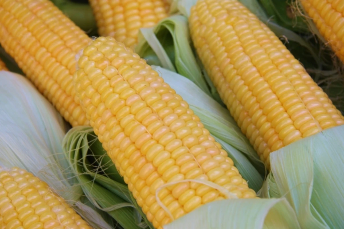 Вы наблюдаете чудо этого растения ежедневно, или что такое «пшеница Пророка»?