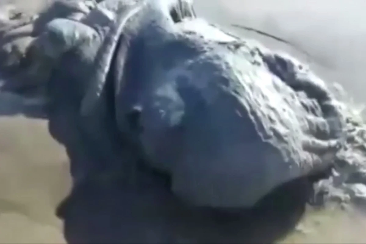 На пляж в Мексике выбросило тело непонятного морского существа (видео)