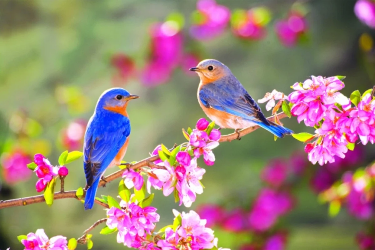 Həftə sonuna olan hava proqnozu Həftə sonuna olan hava proqnozu