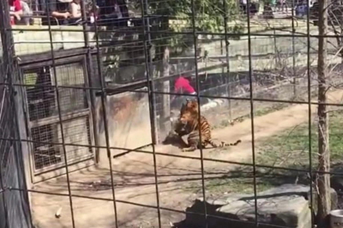 В зоопарке женщина прыгнула в клетку к тигру за шляпой (видео) В зоопарке женщина прыгнула в клетку к тигру за шляпой (видео)
