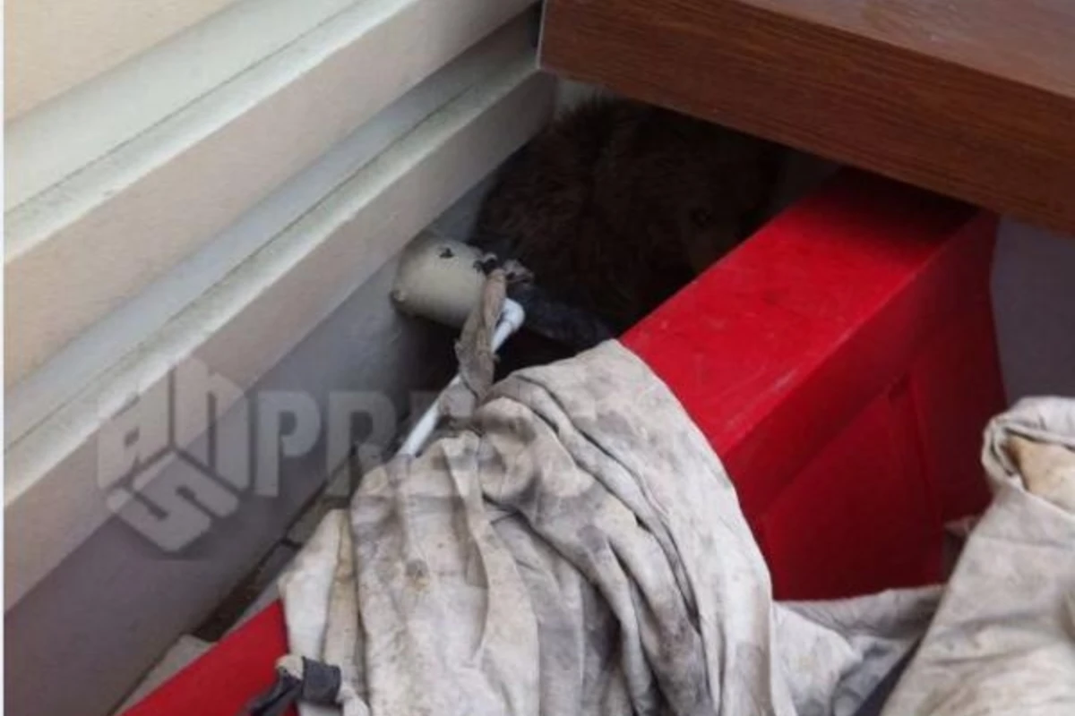 Bakıda ayı peyda oldu (FOTO) Bakıda ayı peyda oldu (FOTO)