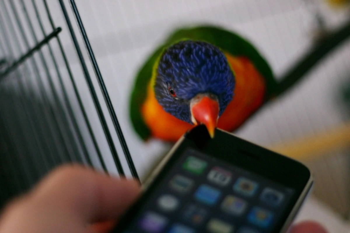 Попугайчик научился активировать Siri на смартфоне хозяина (видео)