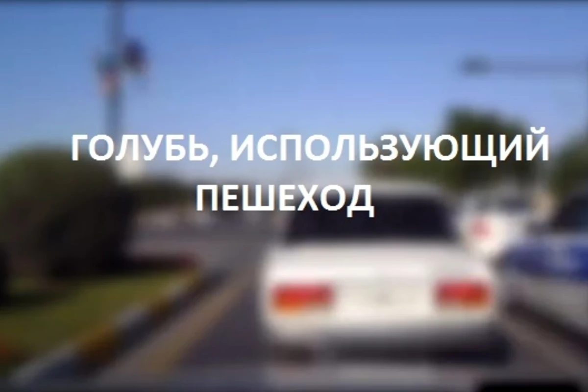 В Азербайджане голубь воспользовался пешеходным переходом (видео)