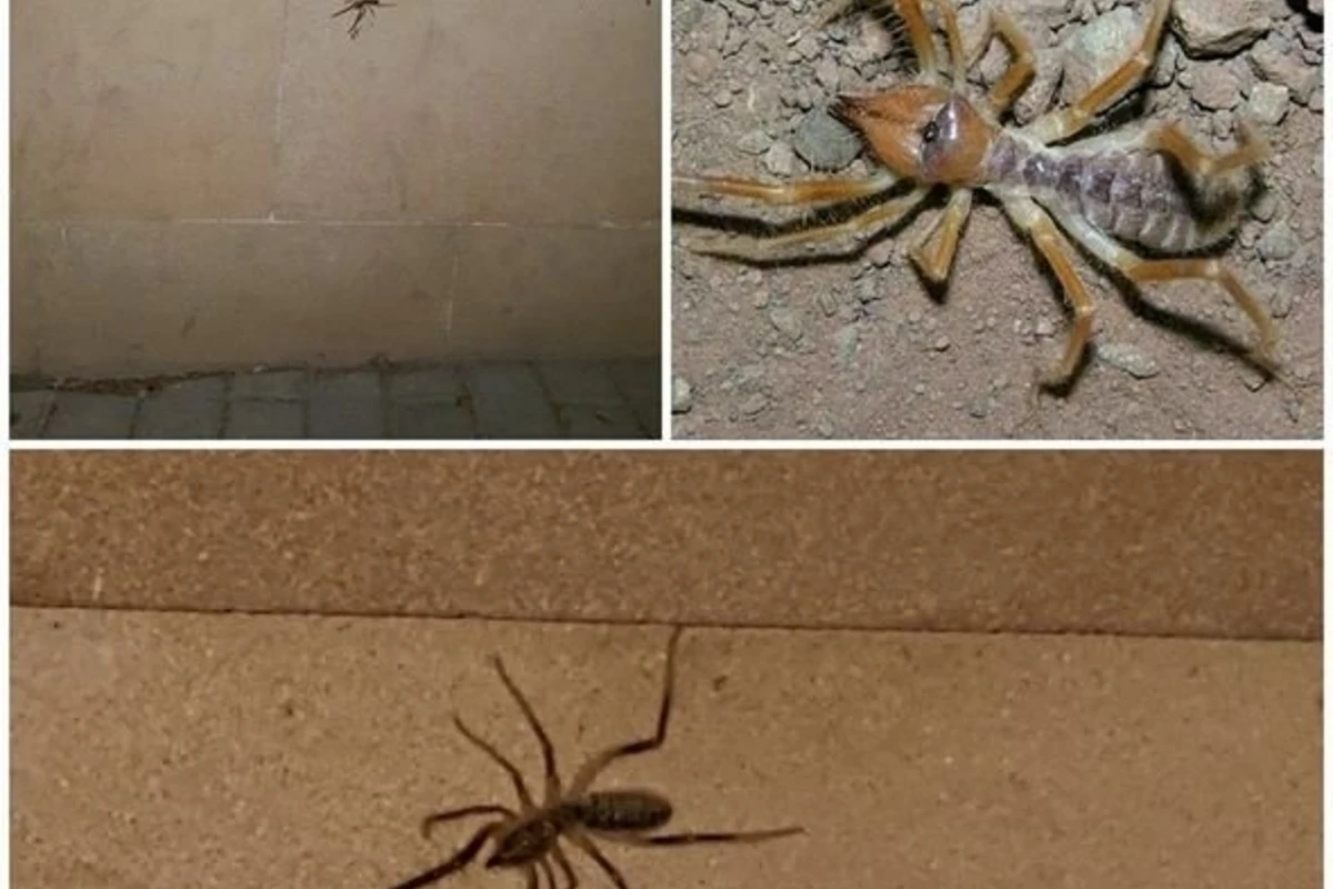 Bakının mərkəzində təhlükəli hörümçəklər peyda olub - FOTO Bakının mərkəzində təhlükəli hörümçəklər peyda olub - FOTO